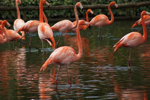Flamingo americano - Phoenicopterus ruber — Fotografia de Stock