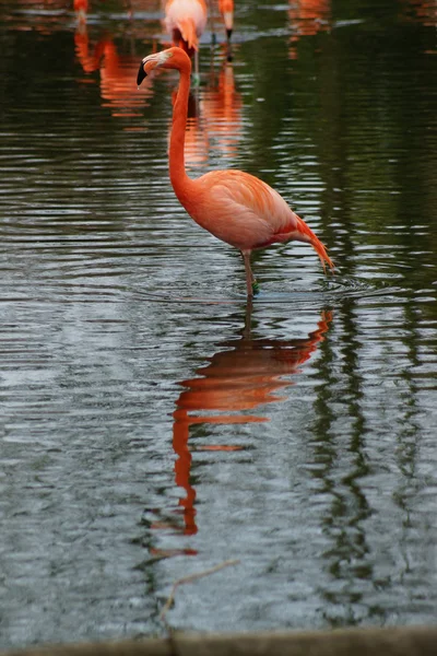 Amerikanischer Flamingo - phoenicopterus ruber — Stockfoto