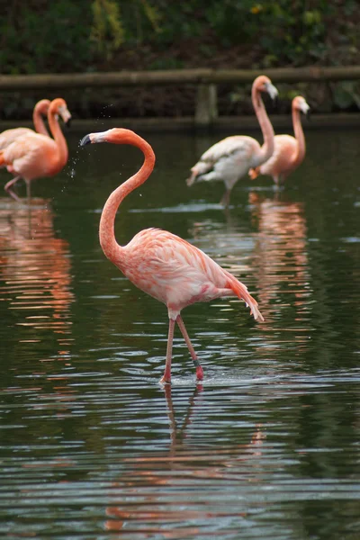 Flamenco americano - Phoenicopterus ruber —  Fotos de Stock