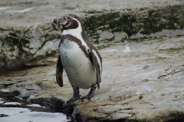 Tučňák Humboldtův - spheniscus humboldti — Stock fotografie