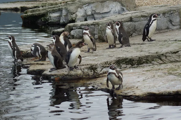 Humboldt-Pinguin - spheniscus humboldti — Stockfoto