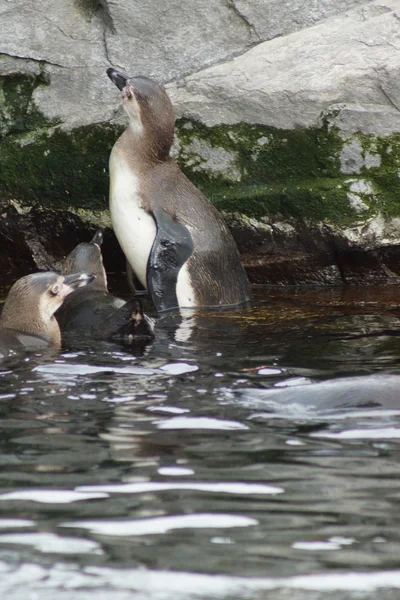 フンボルト ペンギン - 年繁殖学 — ストック写真