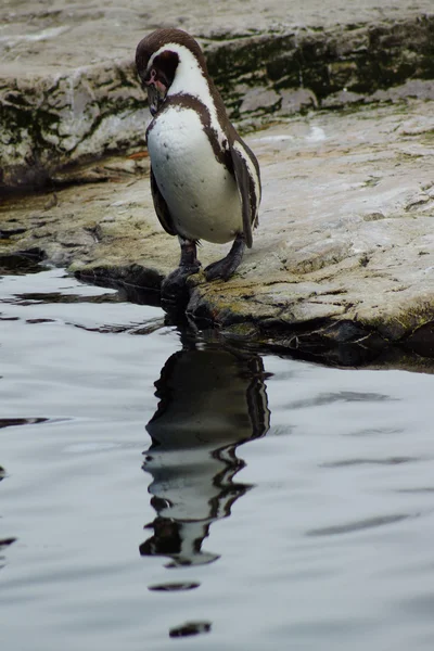 Humboldt-pinguïn - spheniscus humboldti — Stockfoto