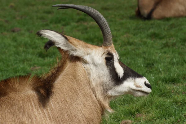 Orice gazzella - oryx gazella — Foto Stock