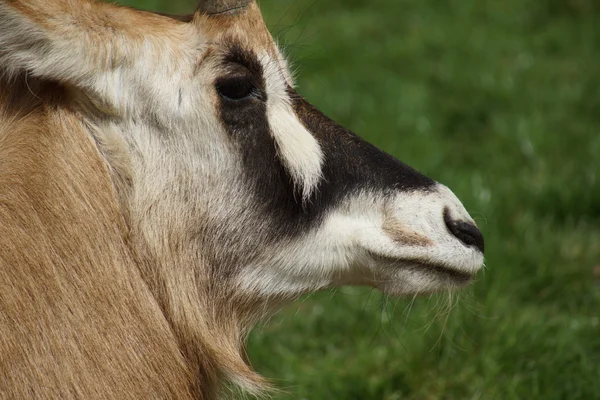 Gemsbok - Oryx gazella — Stock Photo, Image