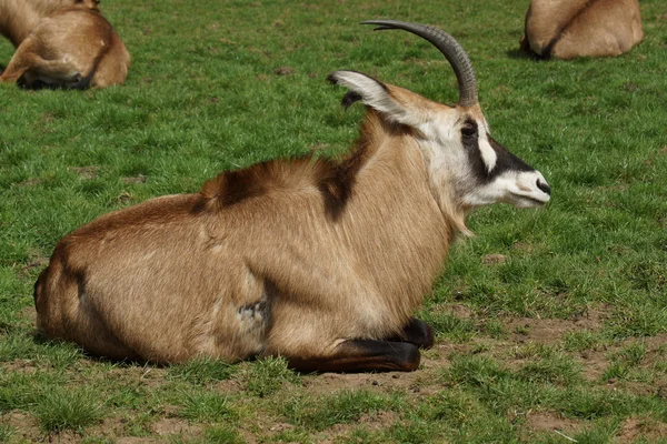 Gemsbok - Oryx gazella — Φωτογραφία Αρχείου