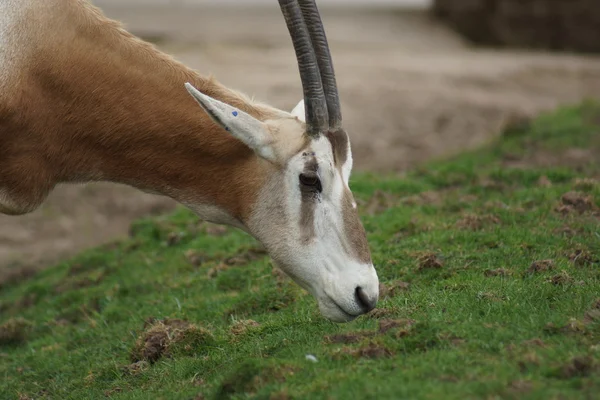 Scimitar Oryx - Oryx dammah — Stock Photo, Image