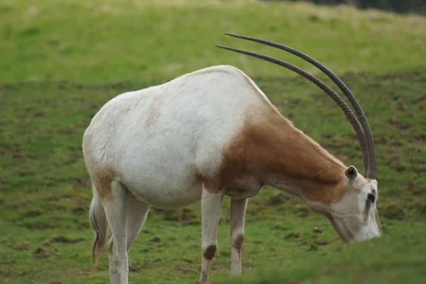 Oryx da Cimitarra - oryx dammah — Fotografia de Stock