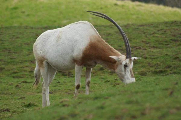 Scimitar Oryx - Oryx dammah — Stock Photo, Image