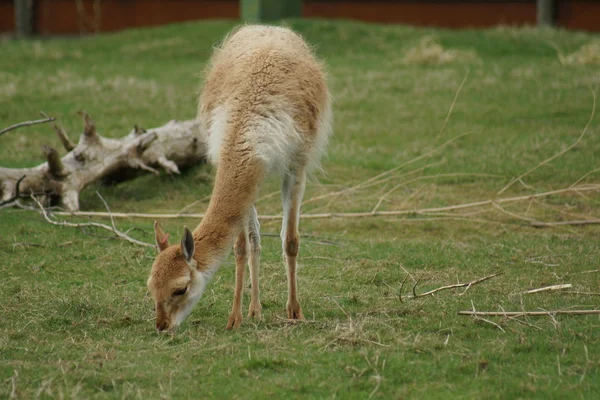 Vicuña - vicugna vicugna — Stockfoto