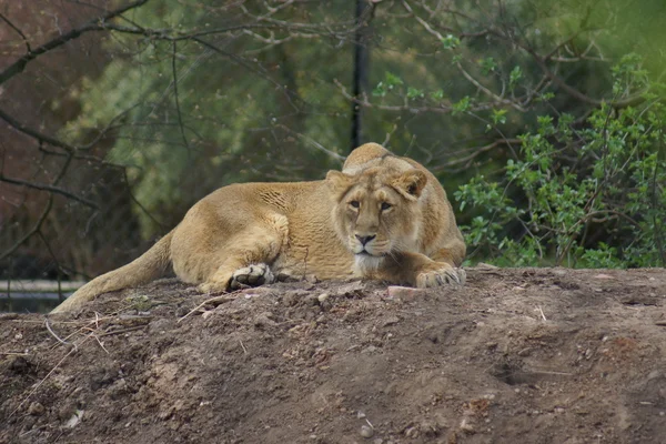 Leone asiatico - Panthera leo persica — Foto Stock