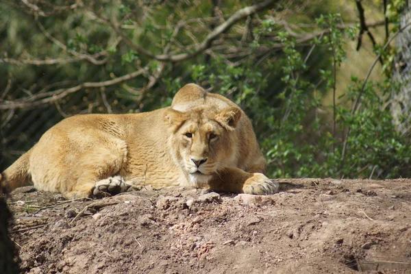 Leone asiatico - Panthera leo persica — Foto Stock