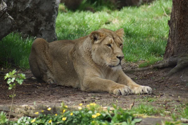 Lev indický - panthera leo persica — Stock fotografie