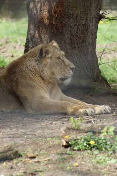 Asiatic Lion - Panthera leo persica — Stock Photo, Image