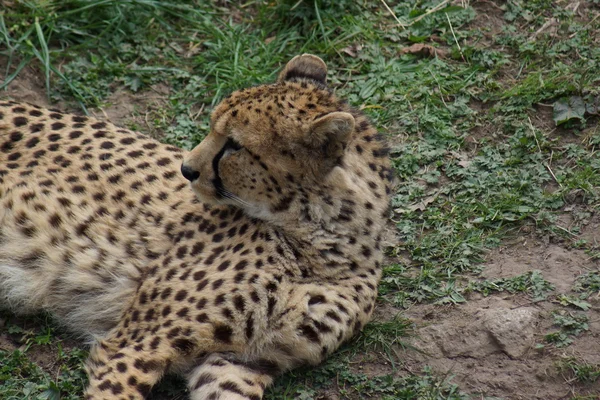 Cheetah - Acinonyx jubatus — Stock Photo, Image
