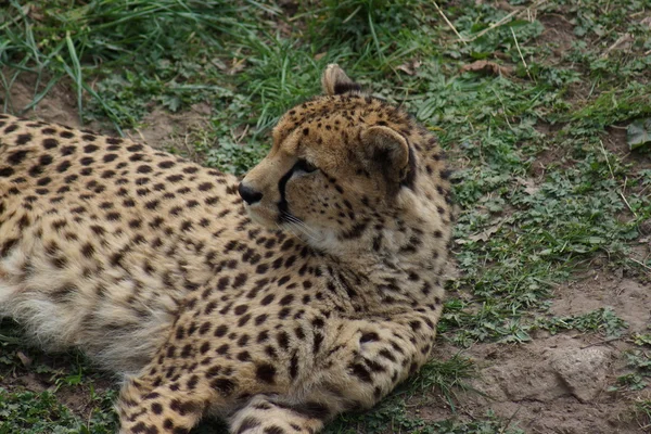 Cheetah - Acinonyx jubatus — Stock Photo, Image