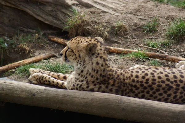 Cheetah - Acinonyx jubatus — Stockfoto