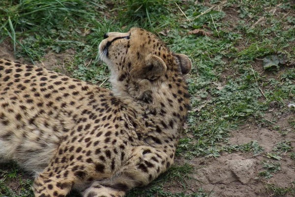 Cheetah - Acinonyx jubatus — Stockfoto