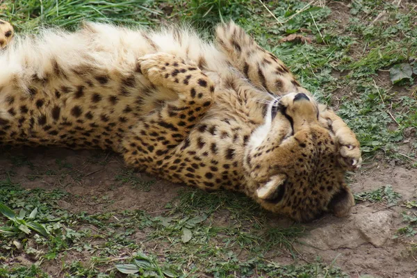 Gepard - acinonyx jubatus — Zdjęcie stockowe