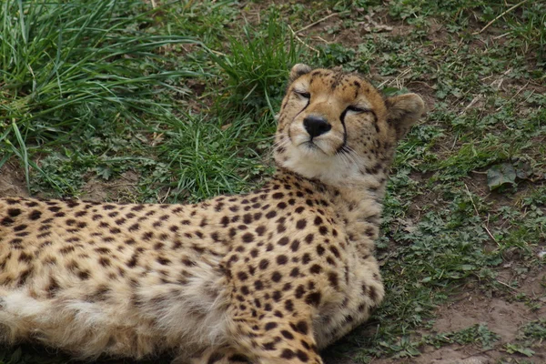 Gepard - acinonyx jubatus — Stockfoto