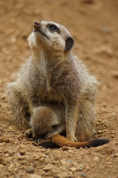 Meerkat - Suricata suricatta — Zdjęcie stockowe