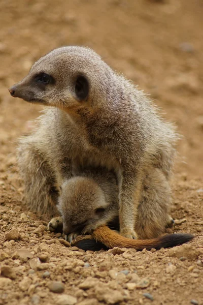 Meerkat - Suricata suricatta — Foto Stock