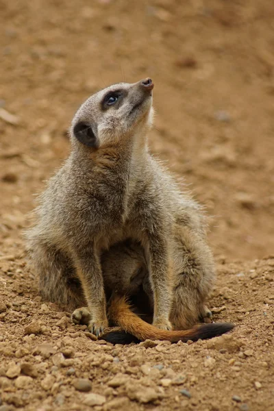 Meerkat - Suricata suricatta — Fotografia de Stock