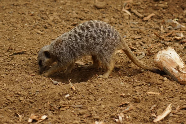 Meerkat - Suricata suricatta — Fotografia de Stock