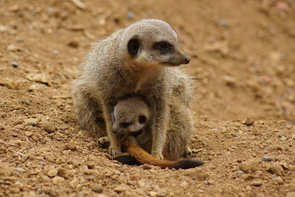 Surikat - suricata suricatta — Stockfoto