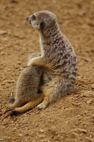 Meerkat - Suricata suricatta — Stok fotoğraf