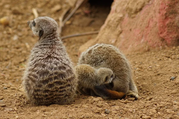 Erdmännchen - suricata suricatta — Stockfoto