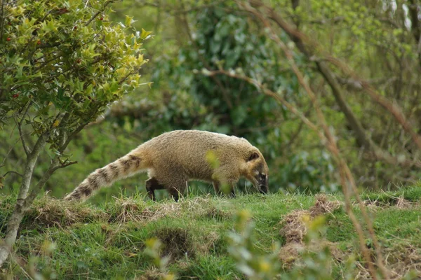 Ring-tailed Coati - Nasua nasua — Stock Photo, Image