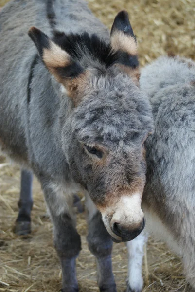 Burro Equus africanus asinus — Foto de Stock