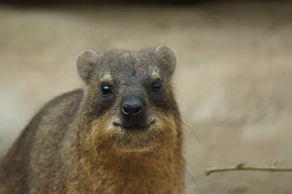 Ροκ hyrax - procavia capensis — Φωτογραφία Αρχείου