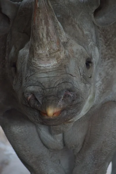 Black Rhinoceros - Diceros bicornis — Stock Photo, Image