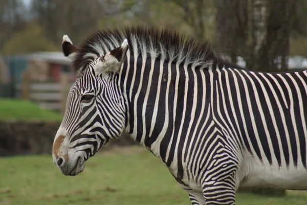 Grevy 's Zebra Equus grevyi — Stok Foto