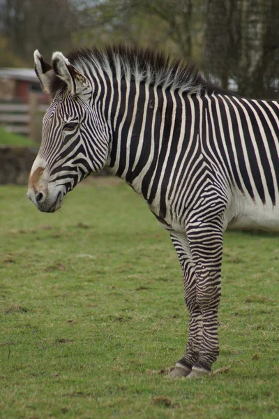 Grevy 's zebra - equus grevyi — Stockfoto