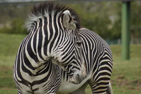 Grevy 's zebra - equus grevyi — Stockfoto