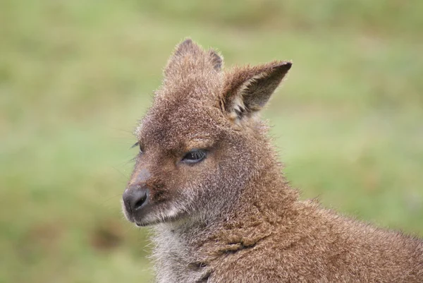 Kızıl enseli kanguru - macropus rufogriseus — Stok fotoğraf
