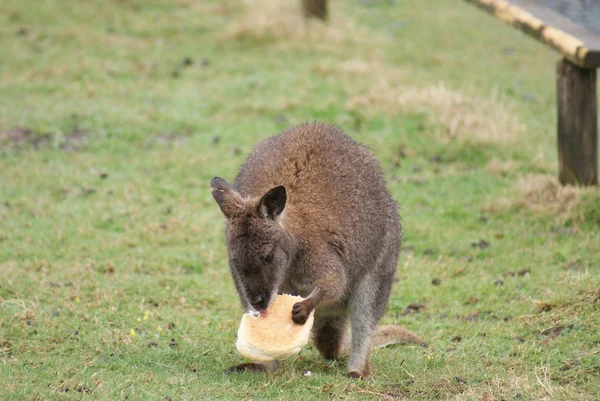 Wallaby à bec étroit - Macropus rufogriseus — Photo