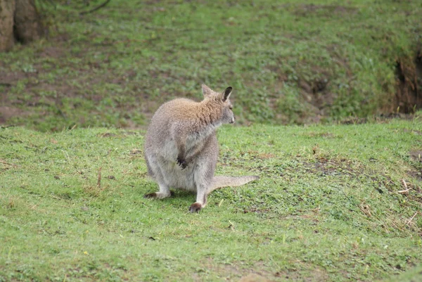 Rudokrký - macropus rufogriseus — Stock fotografie