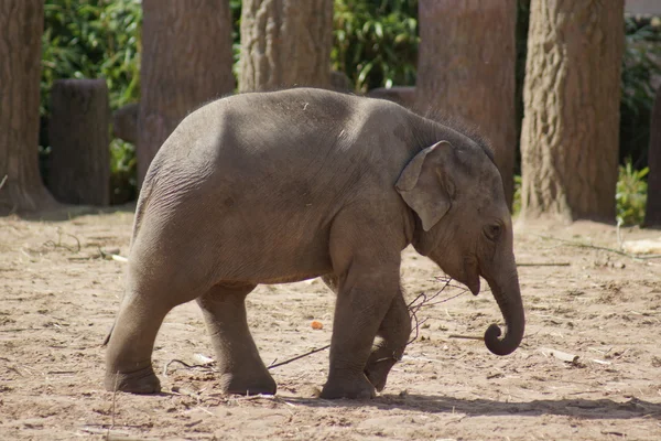 Elefante asiático - Elephas maximus — Foto de Stock