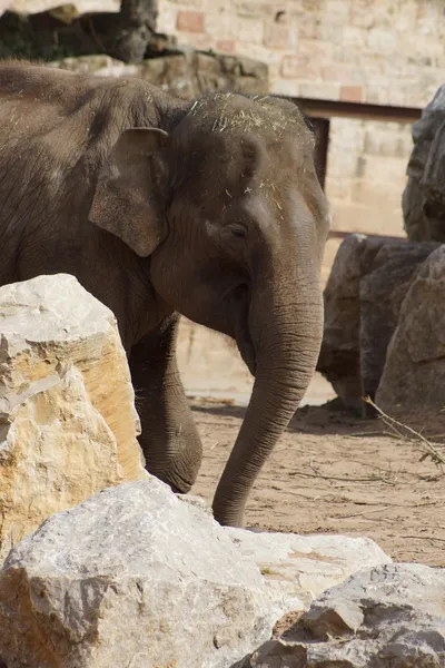 Elefante asiático - Elephas maximus — Foto de Stock