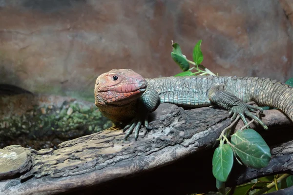 Northern Caiman Lizard - Dracaena guianensis — Stock Photo, Image