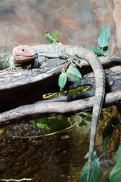 Lézard de Caiman du Nord - Dracaena guianensis — Photo