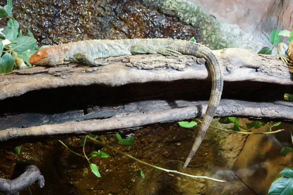 Kajman Północnej jaszczurka - guianesis draceny — Zdjęcie stockowe