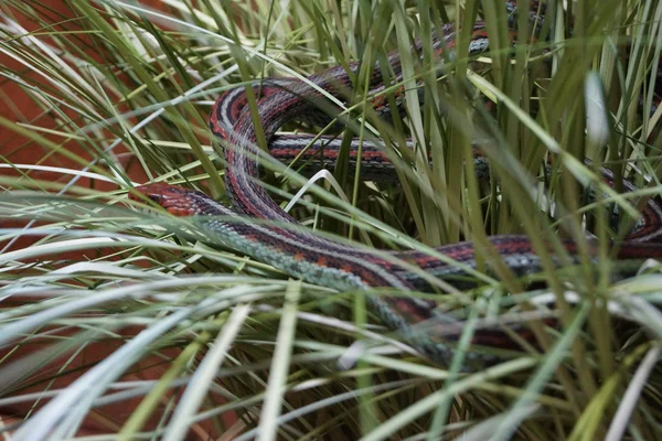 San Francisco Garter Snake - Thamnophis sirtalis tetrataenia — Stock Photo, Image