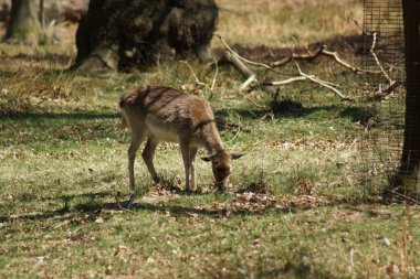 alageyik - dama dama