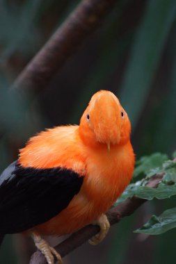 Andean Cock-of-the-Rock - Rupicola peruvianus clipart