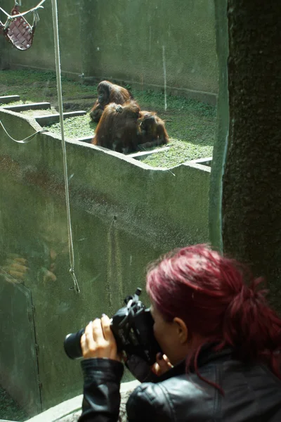 Vrouwelijke fotograaf — Stockfoto